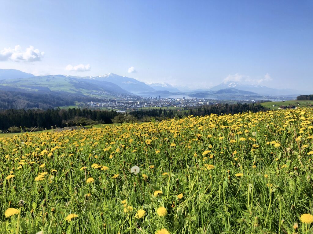 Blühendes Löwenzahnfeld vor dem Zugersee und der Bergkulisse