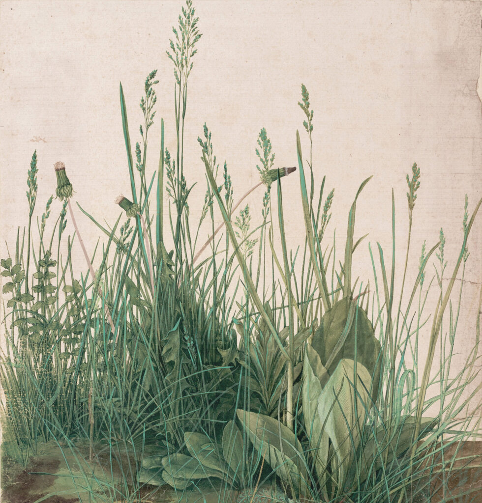 alte Illustration von verschiedenen Pflanzen